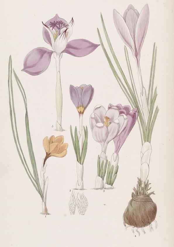 Reproducción/Reproduction 49816915328: Edwards's botanical register.. London :James Ridgway,1829-1847.. 