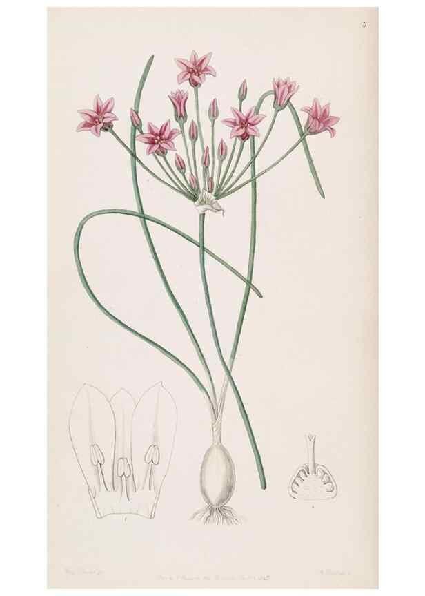 Reproducción/Reproduction 49816915683: Edwards's botanical register.. London :James Ridgway,1829-1847.. 
