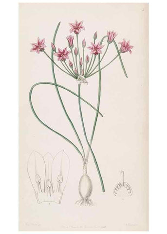 Reproducción/Reproduction 49816915683: Edwards's botanical register.. London :James Ridgway,1829-1847.. 