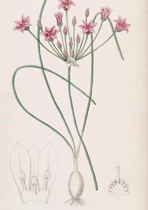 Reproducción/Reproduction 49816915683: Edwards's botanical register.. London :James Ridgway,1829-1847.. 