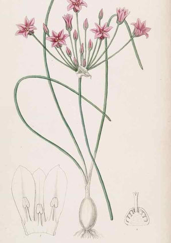 Reproducción/Reproduction 49816915683: Edwards's botanical register.. London :James Ridgway,1829-1847.. 
