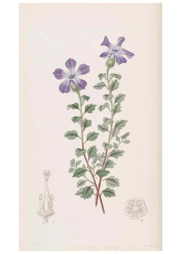 Reproducción/Reproduction 49817451096: Edwards's botanical register.. London :James Ridgway,1829-1847.. 