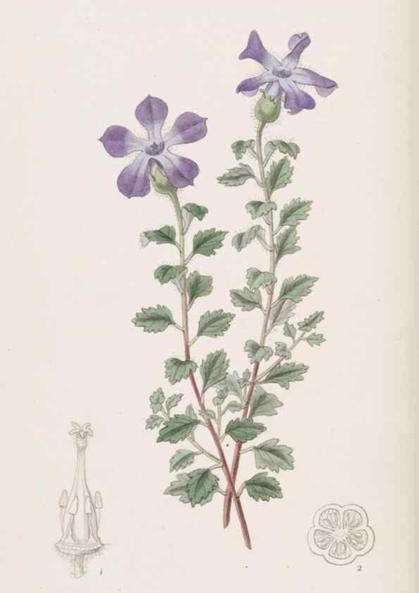 Reproducción/Reproduction 49817451096: Edwards's botanical register.. London :James Ridgway,1829-1847.. 