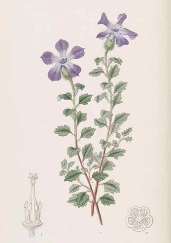 Reproducción/Reproduction 49817451096: Edwards's botanical register.. London :James Ridgway,1829-1847.. 