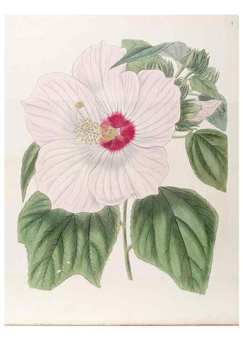 Reproducción/Reproduction 49817758132: Edwards's botanical register.. London :James Ridgway,1829-1847.. 