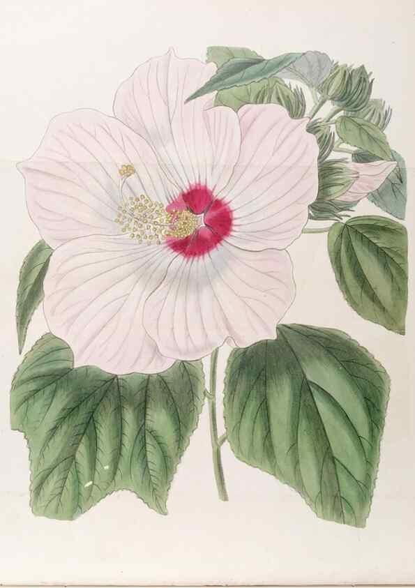 Reproducción/Reproduction 49817758132: Edwards's botanical register.. London :James Ridgway,1829-1847.. 