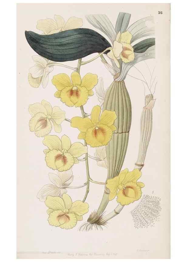 Reproducción/Reproduction 49817768027: Edwards's botanical register.. London :James Ridgway,1829-1847.. 