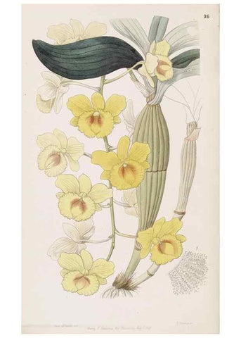 Reproducción/Reproduction 49817768027: Edwards's botanical register.. London :James Ridgway,1829-1847.. 