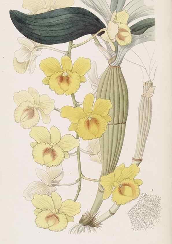 Reproducción/Reproduction 49817768027: Edwards's botanical register.. London :James Ridgway,1829-1847.. 
