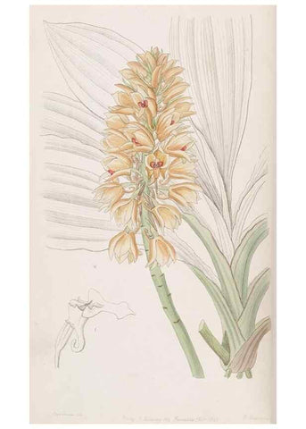 Reproducción/Reproduction 49817451806: Edwards's botanical register.. London :James Ridgway,1829-1847.. 