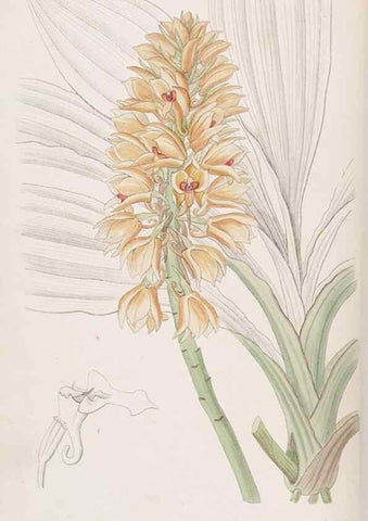 Reproducción/Reproduction 49817451806: Edwards's botanical register.. London :James Ridgway,1829-1847.. 