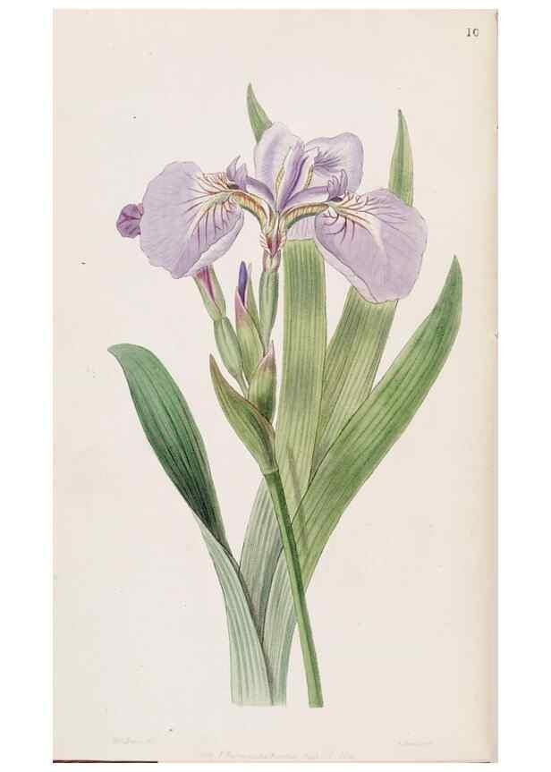 Reproducción/Reproduction 49816917603: Edwards's botanical register.. London :James Ridgway,1829-1847.. 