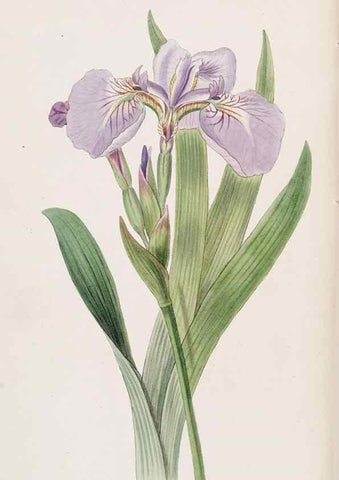 Reproducción/Reproduction 49816917603: Edwards's botanical register.. London :James Ridgway,1829-1847.. 