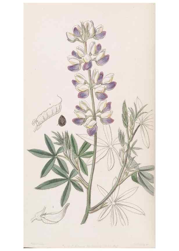Reproducción/Reproduction 49817452936: Edwards's botanical register.. London :James Ridgway,1829-1847.. 