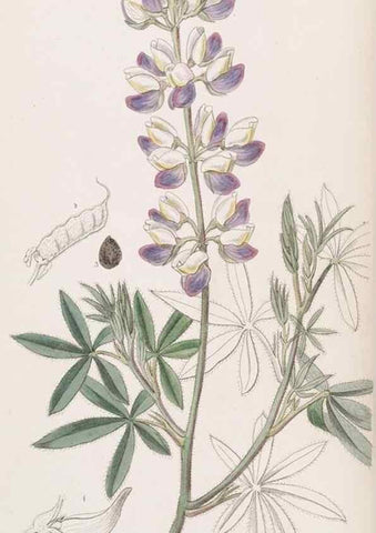 Reproducción/Reproduction 49817452936: Edwards's botanical register.. London :James Ridgway,1829-1847.. 