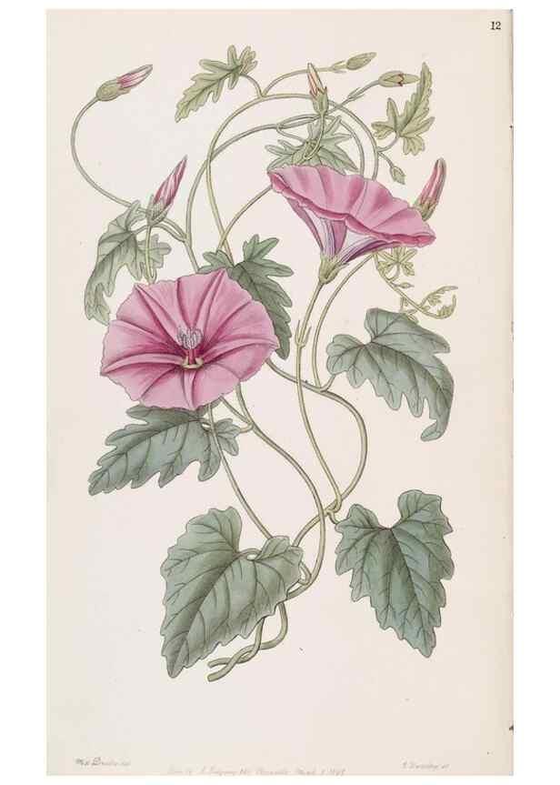 Reproducción/Reproduction 49817759977: Edwards's botanical register.. London :James Ridgway,1829-1847.. 