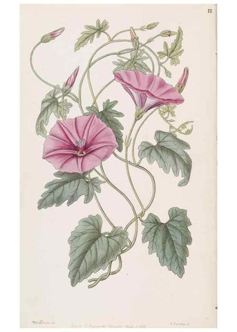 Reproducción/Reproduction 49817759977: Edwards's botanical register.. London :James Ridgway,1829-1847.. 