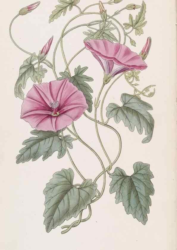 Reproducción/Reproduction 49817759977: Edwards's botanical register.. London :James Ridgway,1829-1847.. 