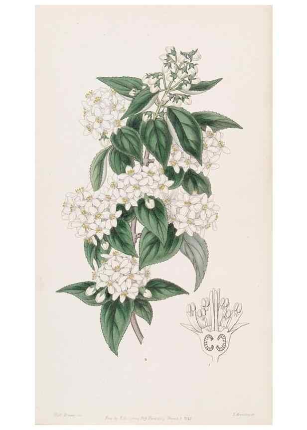 Reproducción/Reproduction 49817760302: Edwards's botanical register.. London :James Ridgway,1829-1847.. 