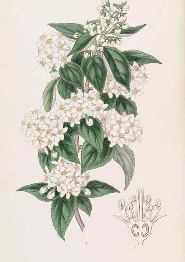 Reproducción/Reproduction 49817760302: Edwards's botanical register.. London :James Ridgway,1829-1847.. 