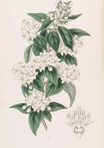 Reproducción/Reproduction 49817760302: Edwards's botanical register.. London :James Ridgway,1829-1847.. 