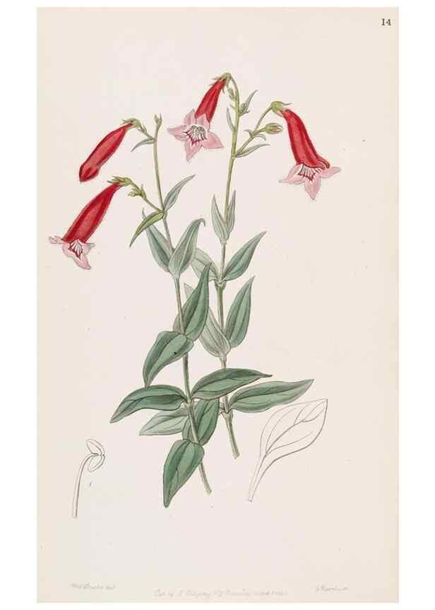 Reproducción/Reproduction 49816918958: Edwards's botanical register.. London :James Ridgway,1829-1847.. 