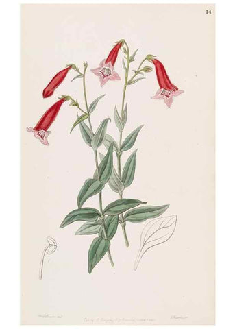Reproducción/Reproduction 49816918958: Edwards's botanical register.. London :James Ridgway,1829-1847.. 