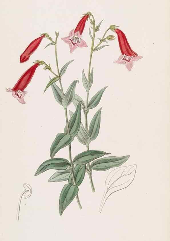 Reproducción/Reproduction 49816918958: Edwards's botanical register.. London :James Ridgway,1829-1847.. 