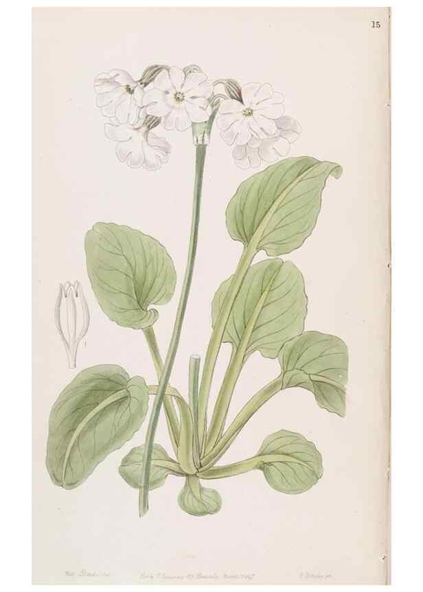 Reproducción/Reproduction 49816919353: Edwards's botanical register.. London :James Ridgway,1829-1847.. 