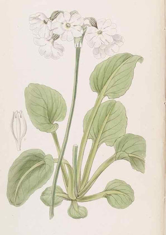 Reproducción/Reproduction 49816919353: Edwards's botanical register.. London :James Ridgway,1829-1847.. 