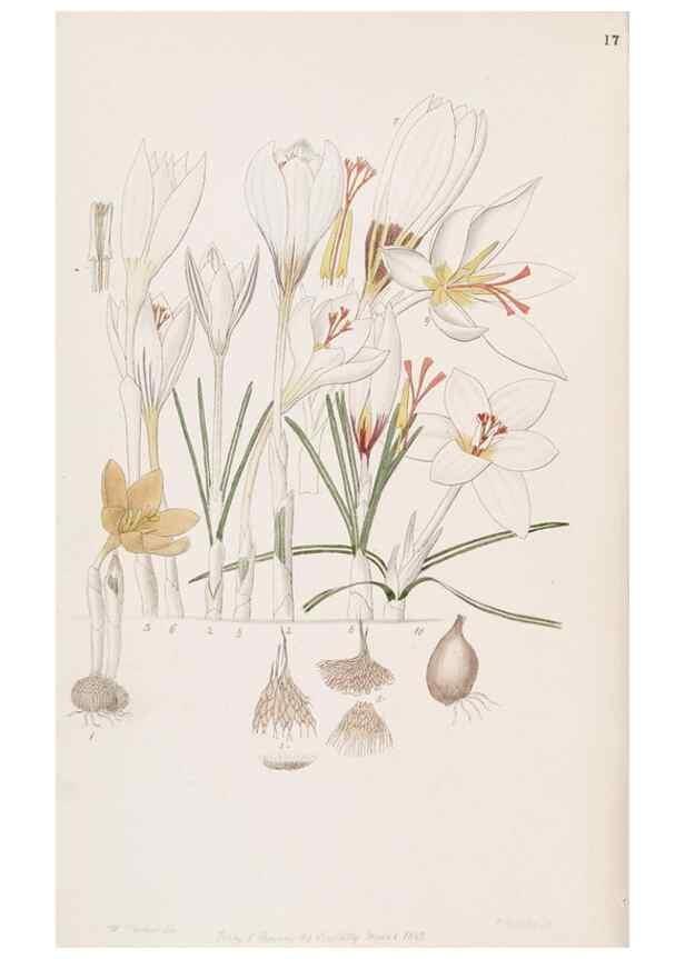 Reproducción/Reproduction 49816919663: Edwards's botanical register.. London :James Ridgway,1829-1847.. 