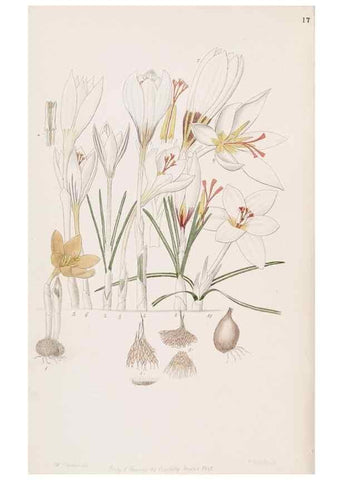 Reproducción/Reproduction 49816919663: Edwards's botanical register.. London :James Ridgway,1829-1847.. 