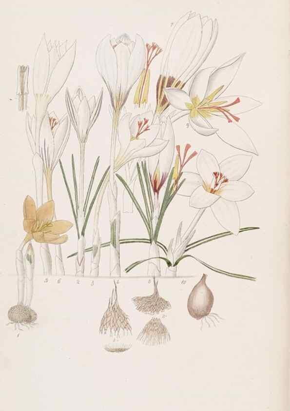 Reproducción/Reproduction 49816919663: Edwards's botanical register.. London :James Ridgway,1829-1847.. 