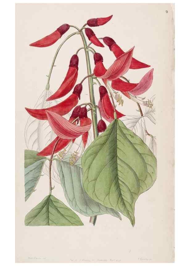 Reproducción/Reproduction 49817452206: Edwards's botanical register.. London :James Ridgway,1829-1847.. 