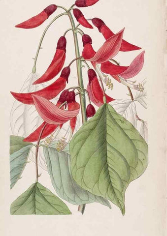 Reproducción/Reproduction 49817452206: Edwards's botanical register.. London :James Ridgway,1829-1847.. 