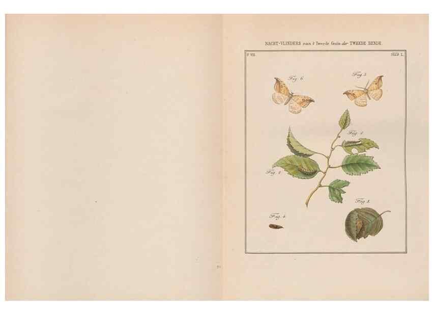 Reproducción/Reproduction 49817387637: Beschouwing der wonderen Gods, in de minstgeachte schepzelen :. Te Amsterdam :by J.C. Sepp,1762-1860.. 