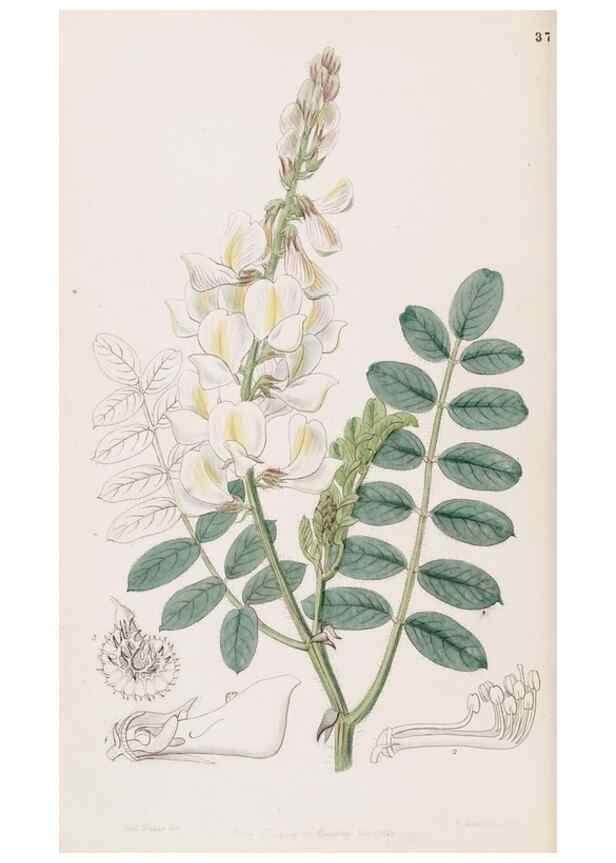 Reproducción/Reproduction 49817462051: Edwards's botanical register.. London :James Ridgway,1829-1847.. 