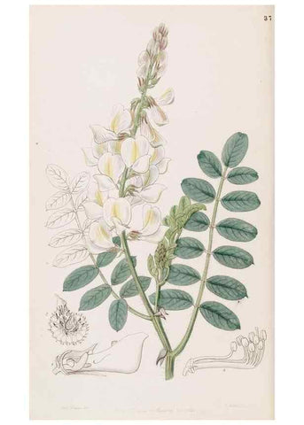 Reproducción/Reproduction 49817462051: Edwards's botanical register.. London :James Ridgway,1829-1847.. 