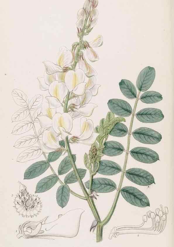Reproducción/Reproduction 49817462051: Edwards's botanical register.. London :James Ridgway,1829-1847.. 