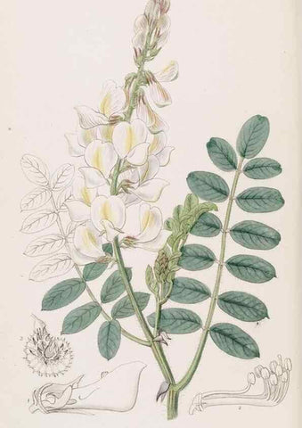Reproducción/Reproduction 49817462051: Edwards's botanical register.. London :James Ridgway,1829-1847.. 
