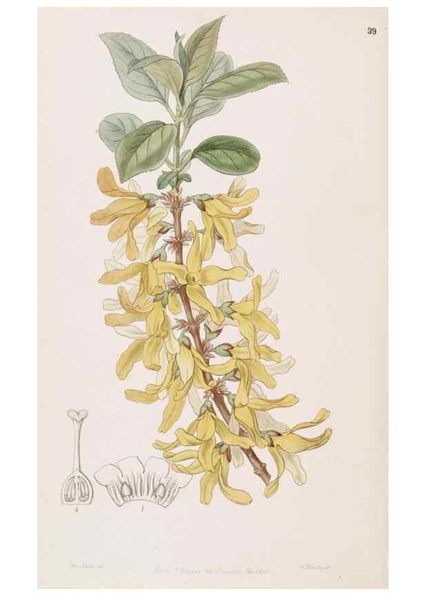 Reproducción/Reproduction 49816927613: Edwards's botanical register.. London :James Ridgway,1829-1847.. 