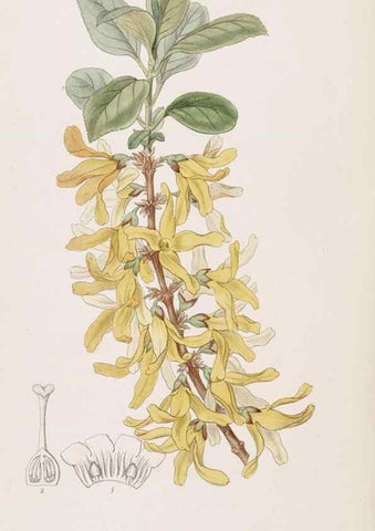 Reproducción/Reproduction 49816927613: Edwards's botanical register.. London :James Ridgway,1829-1847.. 