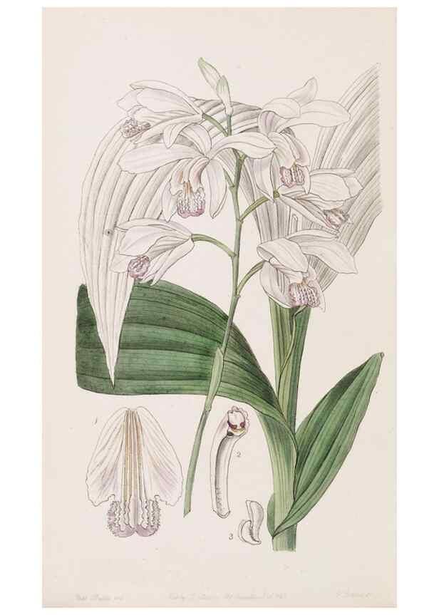 Reproducción/Reproduction 49816934408: Edwards's botanical register.. London :James Ridgway,1829-1847.. 