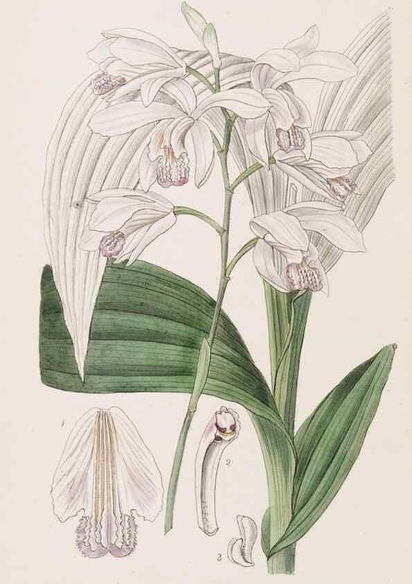 Reproducción/Reproduction 49816934408: Edwards's botanical register.. London :James Ridgway,1829-1847.. 