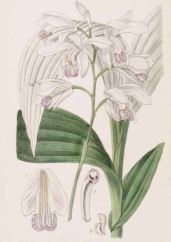 Reproducción/Reproduction 49816934408: Edwards's botanical register.. London :James Ridgway,1829-1847.. 
