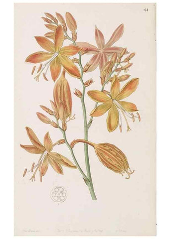 Reproducción/Reproduction 49817469396: Edwards's botanical register.. London :James Ridgway,1829-1847.. 