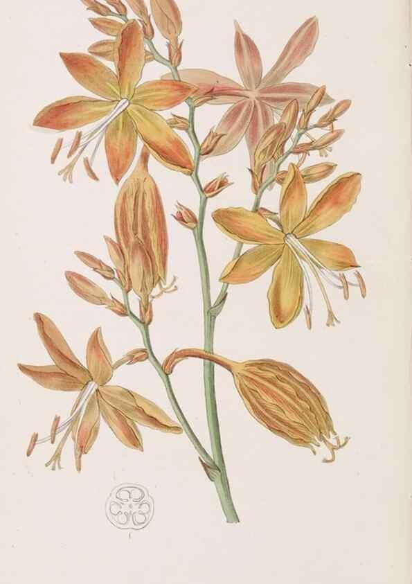 Reproducción/Reproduction 49817469396: Edwards's botanical register.. London :James Ridgway,1829-1847.. 