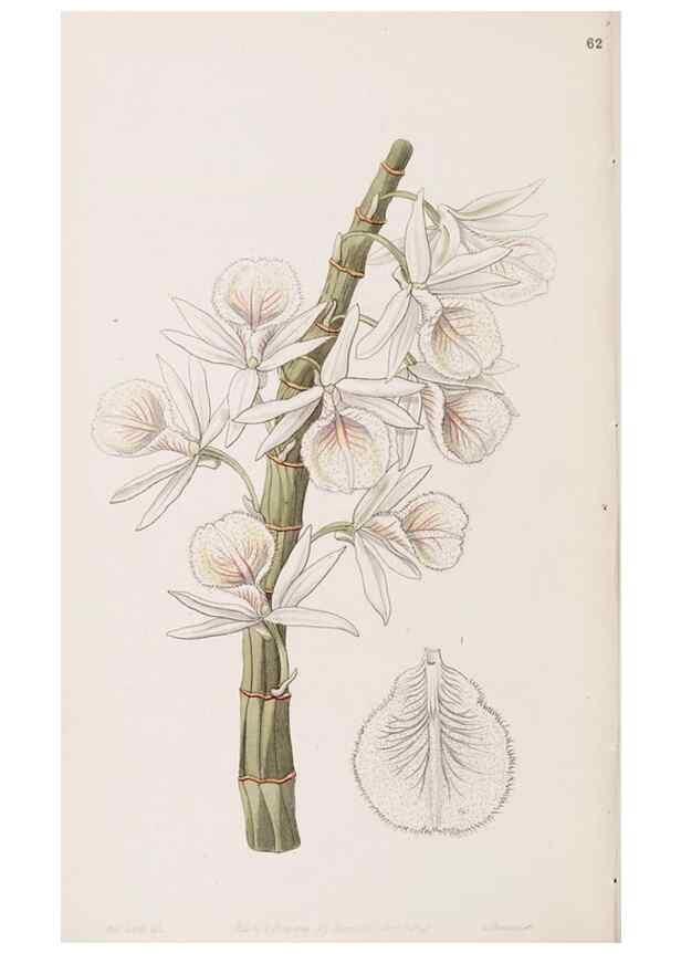 Reproducción/Reproduction 49817776462: Edwards's botanical register.. London :James Ridgway,1829-1847.. 