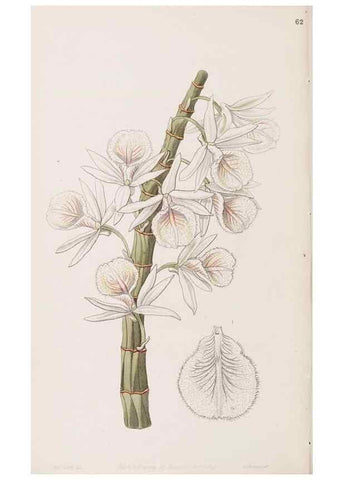 Reproducción/Reproduction 49817776462: Edwards's botanical register.. London :James Ridgway,1829-1847.. 