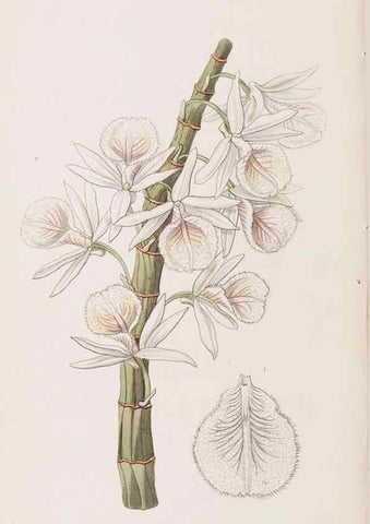 Reproducción/Reproduction 49817776462: Edwards's botanical register.. London :James Ridgway,1829-1847.. 